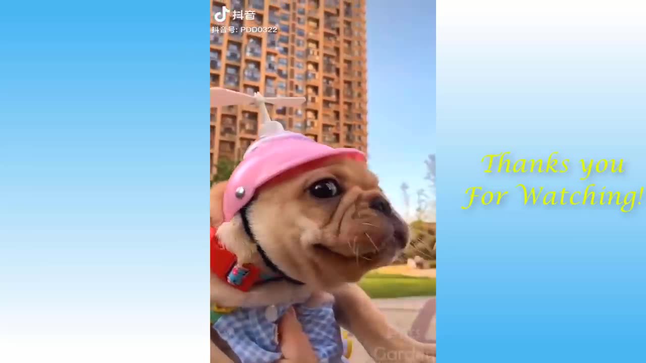 Funniest Animals - Best Of The Funny Animal Videos