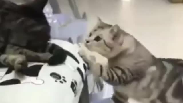 Funny Cat Fails | Funny Cat Compilation