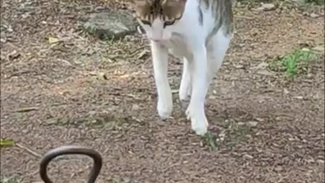 Funny cat 🐈 and snake 🐍 fight ! funny video !