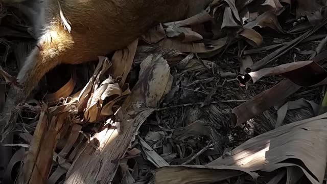 Wallaby stuck with string