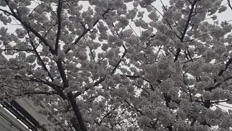 Flowers bloomed on the tree