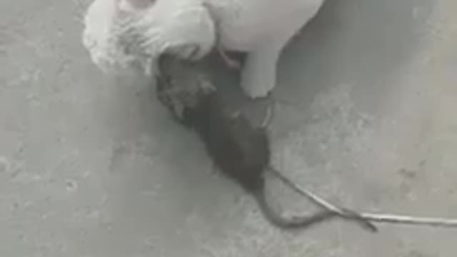 Time changed when the mouse tortured the cat