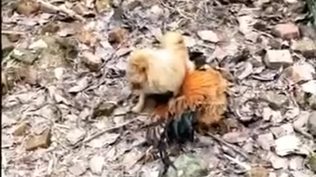 Chicken .VS. Dog Fight Funny