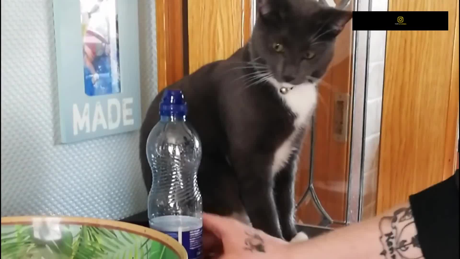 Funniest Cats - Don't try to hold back Laughter - Funny Cats Life part 6