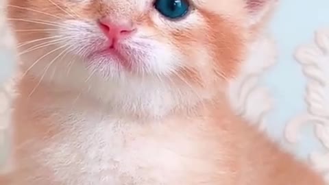 Cute kitten 2021#1