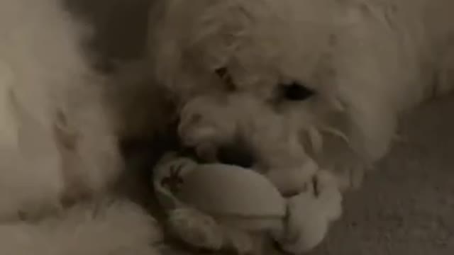 4.Want a puppy_ Part 1