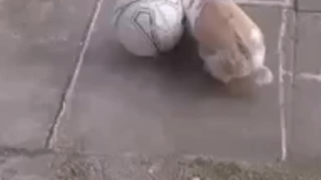 Rabbit Football:Part 1