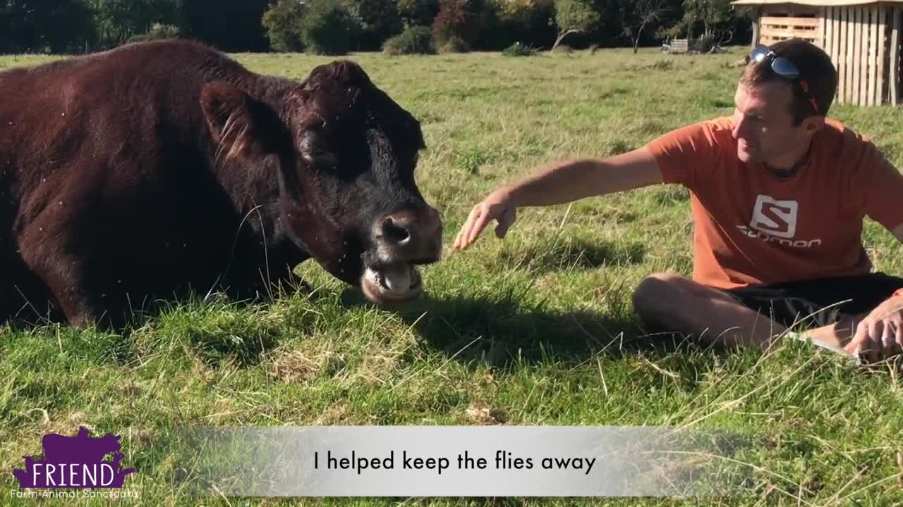 Do Cows Hug? Incredible Video Shows That They Can & Do