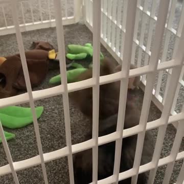 Yorkie puppy viciously attacks toy