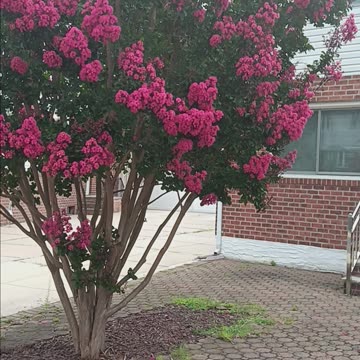 Crapemyrtle tree