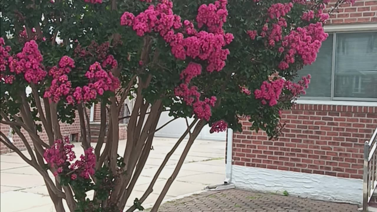 Crapemyrtle tree