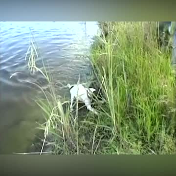 Tiny Swimming Terrier Catches Decent Sized Fish In Lake