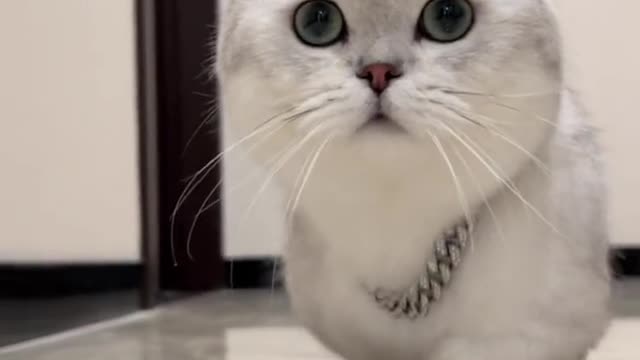 Little cat