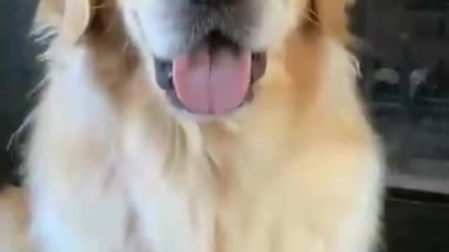 🤣Funny Dog Videos 2022🤣 🐶 It's time to LAUGH with Dog's life