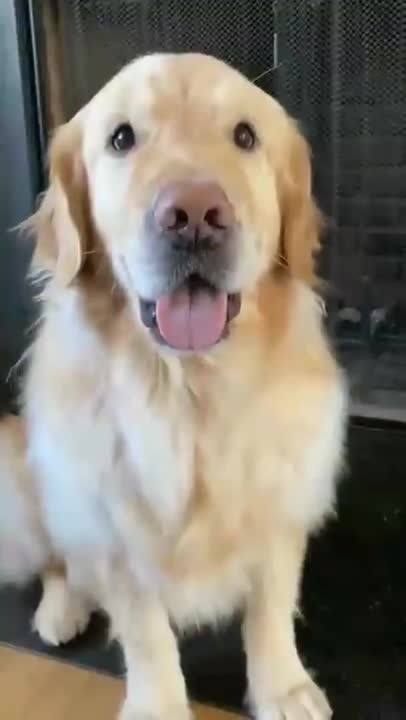 🤣Funny Dog Videos 2022🤣 🐶 It's time to LAUGH with Dog's life