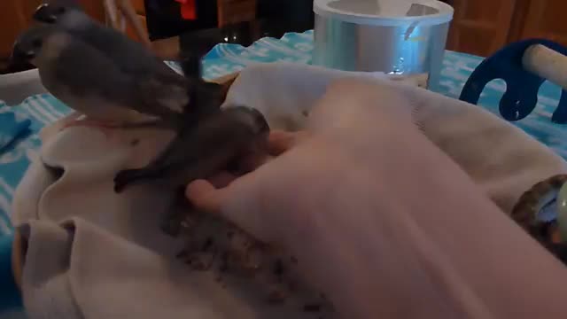 BABY JAVA RICE FINCHES 5 WEEKS OLD CLUTCH #3