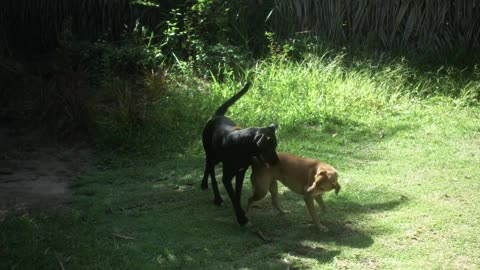 Dogs playing in a jungle