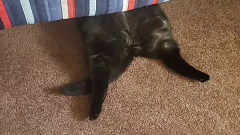 Cat Lays on His Back Under the Bed While Son Games