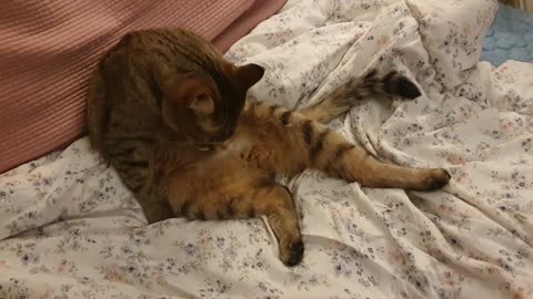 Cat: grooming her belly