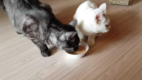 Mealtime for the cats 'Hash' and 'Dalsh 2