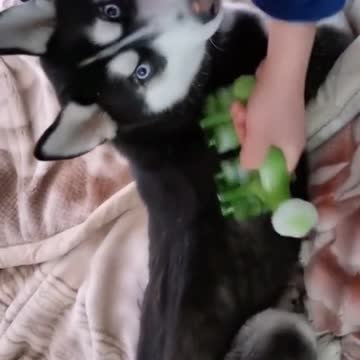 Stubborn husky's morning massage