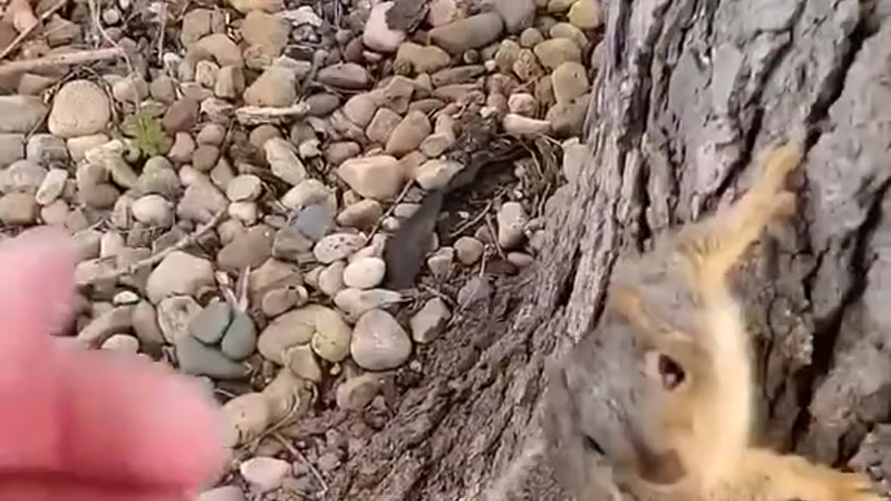 Rescue a cute little squirrel