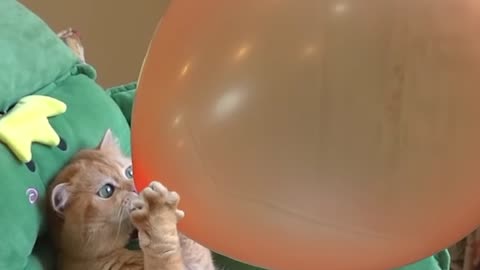 Cat making a ballon