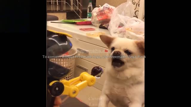 Funny animals dogs / cats cute