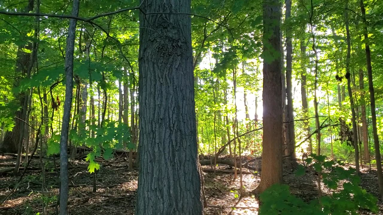 Morning Sunrise in Neighborhood Forest