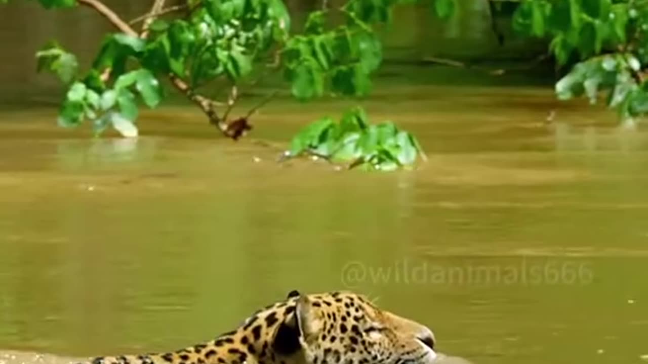 Wildlife and Funs