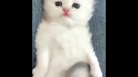 Baby Cats - Cute and Funny Cat Videos Compilation 2021 #0018#