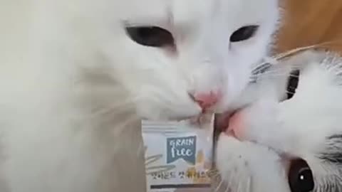 This cute cat hate to eat this food