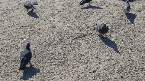 Pigeons photographed on the sandy beach