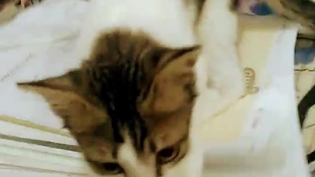 My adopted street kitten disturbed my father