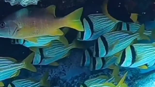 The underwater world is colorful, and fish swim among corals