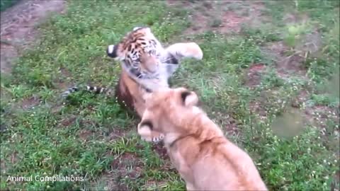 Lion Cubs Learning To Roar But Sounds More Like A Squeak .