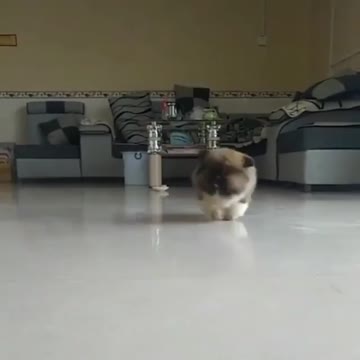 Pets, cats, dogs, and much more.