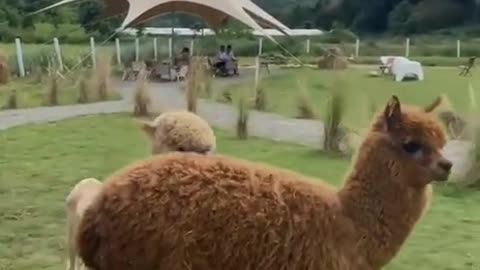 Have you ever seen an alpaca without its wool?