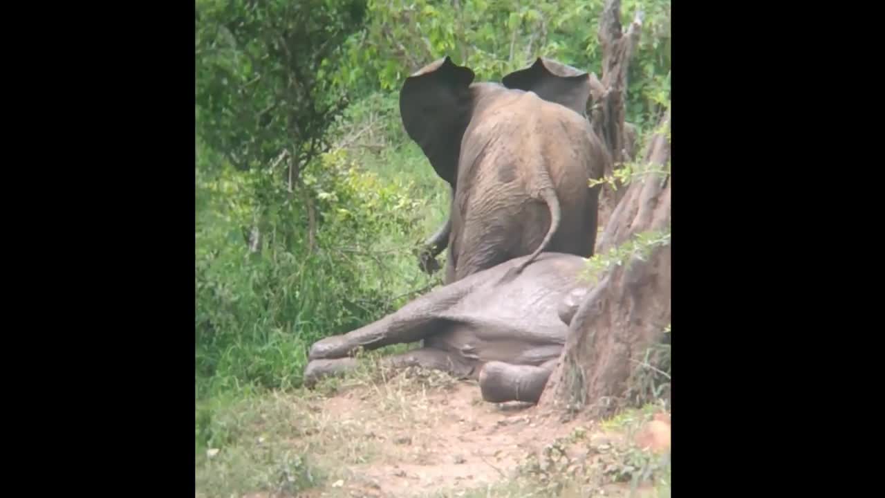 Baby elepant sits on his sibling