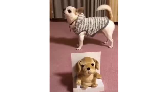 💗Cute And Funny Pets | Try Not To Laugh To These Pets Compilation #7💗 Cutest Lands