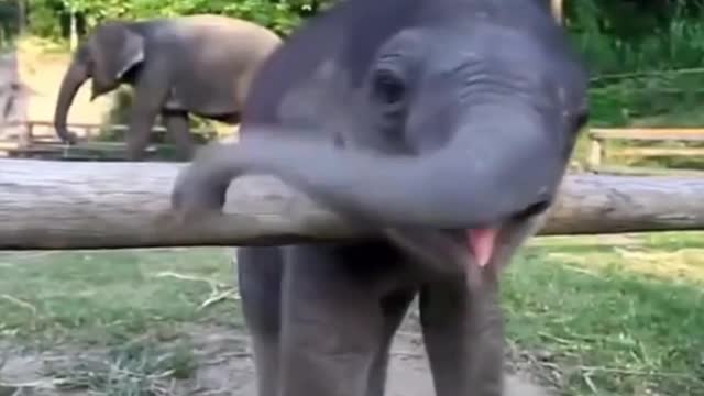 Cute Elephant baby