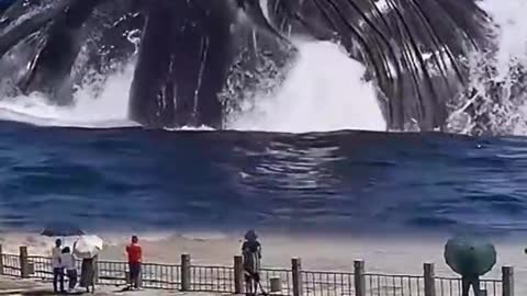 World's largest fish coming out of the sea 😱