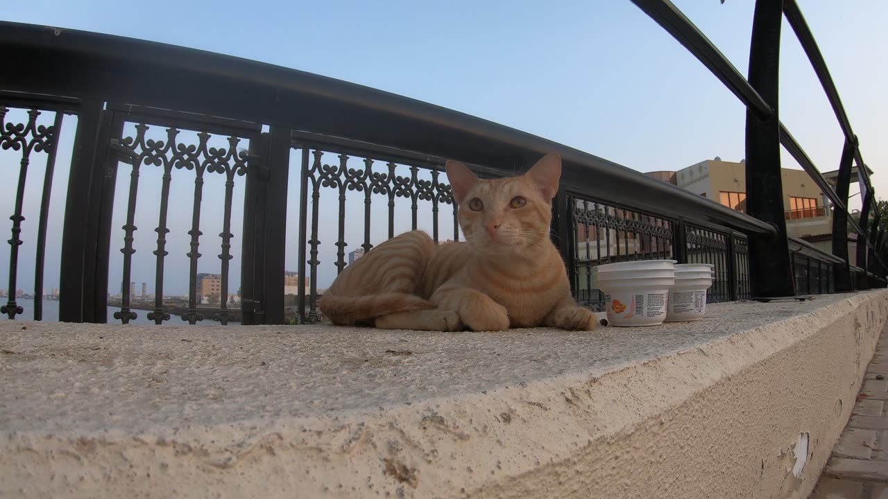 ED SHEERAN - Homeless cat in Ras Al Khaimah, UAE #cat #cats #EdSheeran #emirates #rak #ae #UAE #food