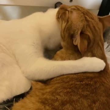 Some sibling snuggles to get us through Monday