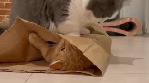 Cat Funny video