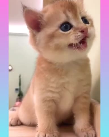 Cute cat funny comedy scenes 🤣🤣