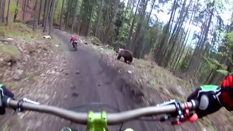 Bear on the Bikepark Malino Brdo SLOVAKIA