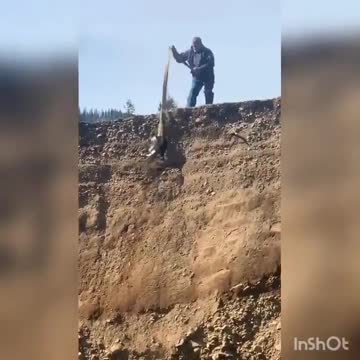 Cats really do have 9 live