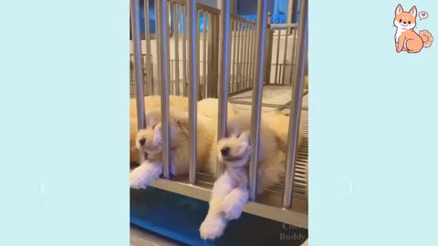 Cute puppies family sleeping way #part7