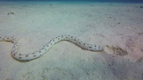 Water creature Snake with vibrant colours inside the deep ocean is so relaxing to watch